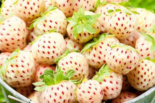 Клубника "ПАЙНБЕРРИ" (6 шт.)
